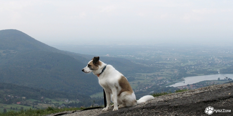 Weekend z psem w Beskidach