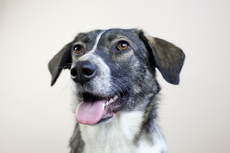 Wirtualna adopcja psa Wirtualna adopcja psa