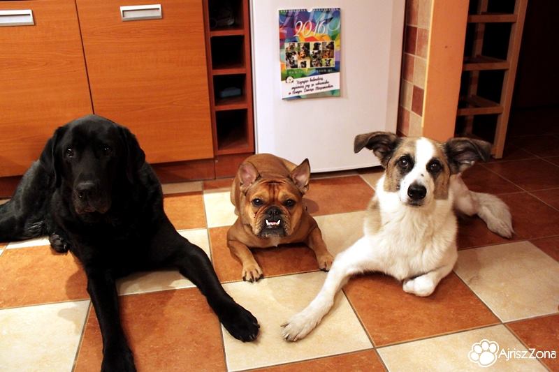 Kalendarz charytatywny fundacji pomagającej bezdomnym psom Kalendarz charytatywny fundacji pomagającej bezdomnym psom