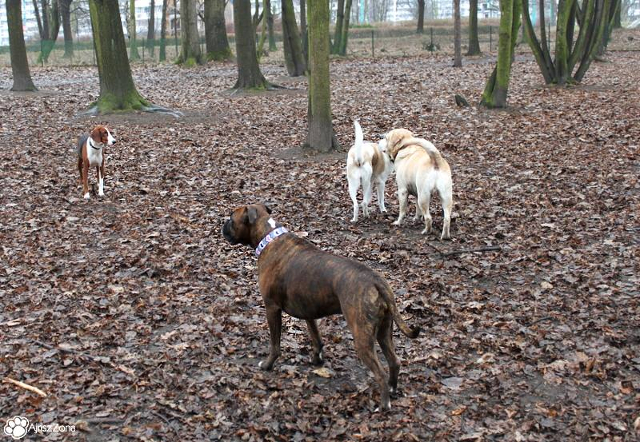 VII grudniowe spotkanie na wybiegu dla psów w parku śląskim
