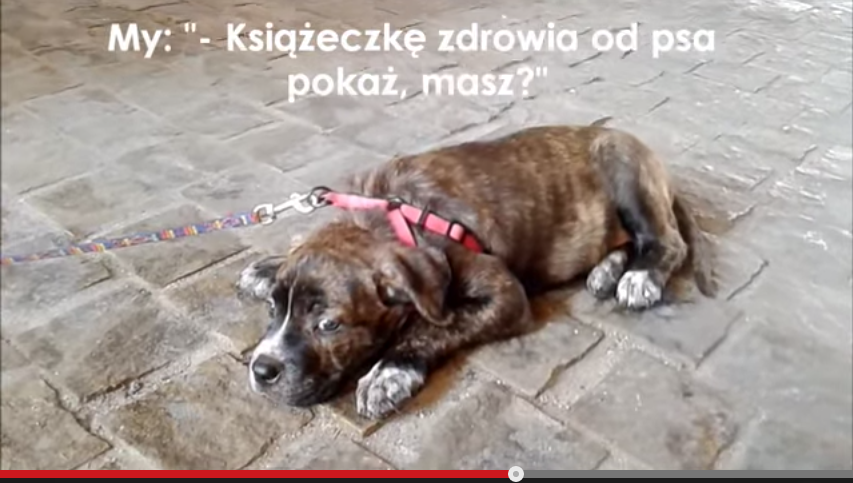 Szczeniak w Krakowie wykorzystywany do żebrania