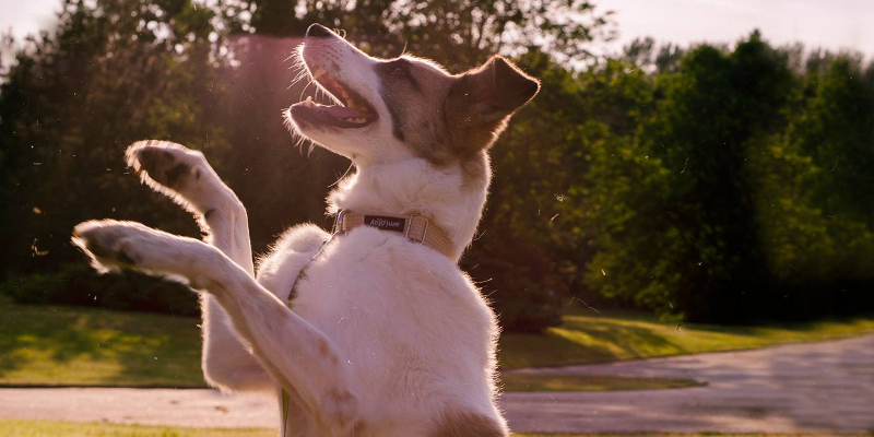 sesja fotograficzna psa