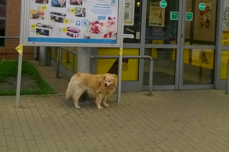 zostawianie psa pod sklepem i w miejscach publicznych 2