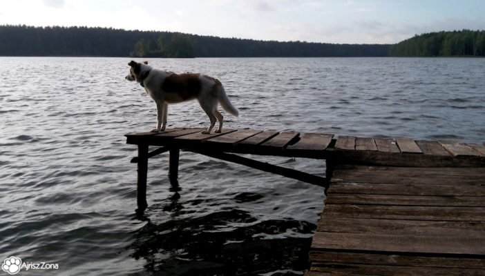 Mazury z psem