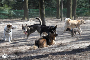 Wybiegi dla psów na Śląsku