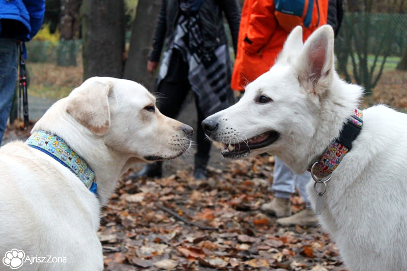 Spotkania i spacery na wybiegu dla psów w Parku Śląskim