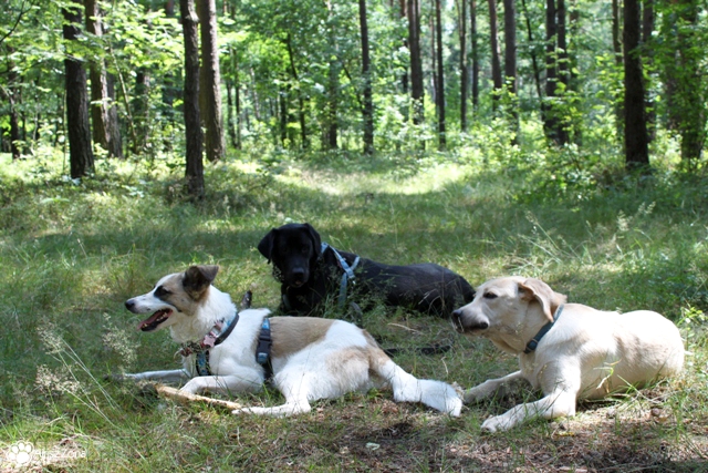 Spacer z psami w Lasach Panewnickich 