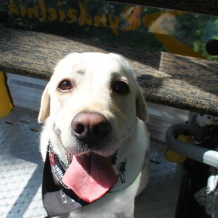 Szyndzielnia i Klimczok z psem