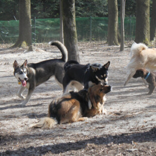 Wybiegi dla psów na Śląsku